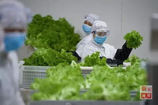 植物工廠 在倉庫貨架上種植蔬菜和谷物