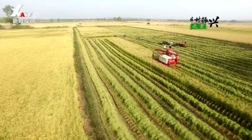 聯(lián)村聚合力 連心奔小康 果蔬種植助推鄉(xiāng)村振興