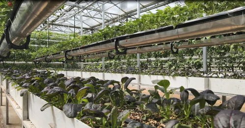 菜博會新篇章 谷物種植展館迎來創(chuàng)新展示