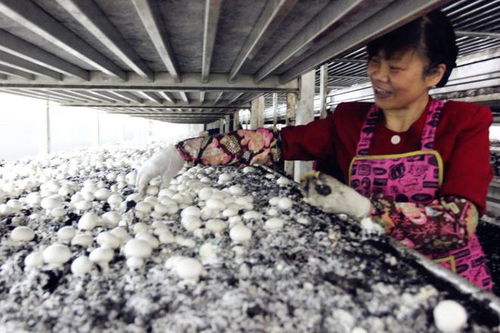 金山綠色之變 苗木種植名不虛傳，生態(tài)轉(zhuǎn)型典范