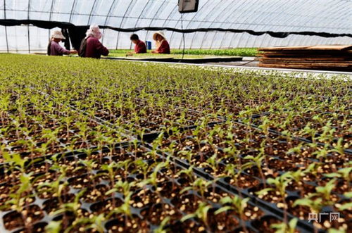 洛陽市孟津區(qū)送莊鎮(zhèn) 袖珍致富瓜的工廠化育苗與谷物種植新篇章