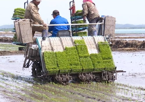 饒河縣搶農(nóng)時忙插秧，苗木種植開啟農(nóng)業(yè)發(fā)展新篇章