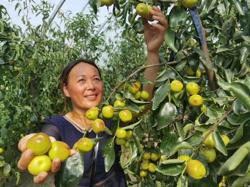 駐馬店市驛城區(qū)天中農(nóng)業(yè)生態(tài)園 冬棗飄香，苗木種植助力綠色農(nóng)業(yè)