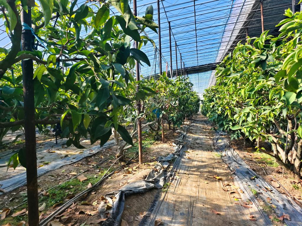 新春走基層丨這里的果蔬何以能“南來北往”？——山東萊蕪發(fā)展智慧農(nóng)業(yè)一線見聞之苗木種植