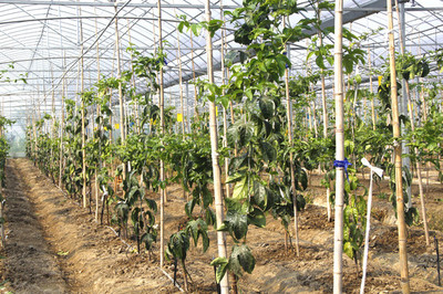 大棚蔬菜與苗木種植的優(yōu)勢與協(xié)同發(fā)展