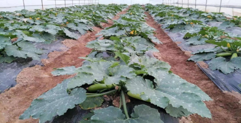 新天水-種下產(chǎn)業(yè)發(fā)展“致富苗” 奏響鄉(xiāng)村經(jīng)濟(jì)“振興曲”