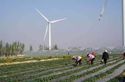 小草莓撬動(dòng)大產(chǎn)業(yè) 德昌草莓產(chǎn)銷兩旺，苗木種植成富民新引擎