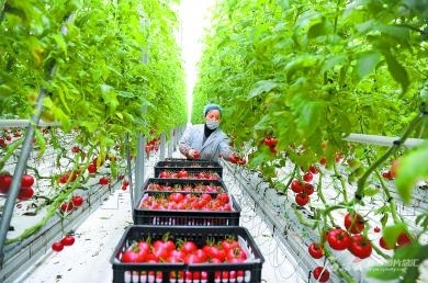 【圖說這一年⑤】現(xiàn)代農(nóng)業(yè)高質(zhì)高效 苗木種植的綠色轉(zhuǎn)型與產(chǎn)業(yè)升級(jí)