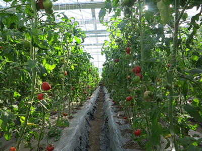 四平市首屆果蔬采摘節(jié) 豐收喜悅，共品田園風(fēng)味