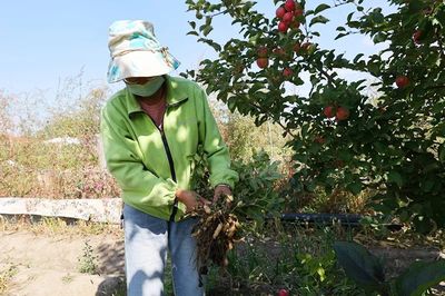 布爾津鎮(zhèn) 果蔬豐收采摘忙，增收致富助振興